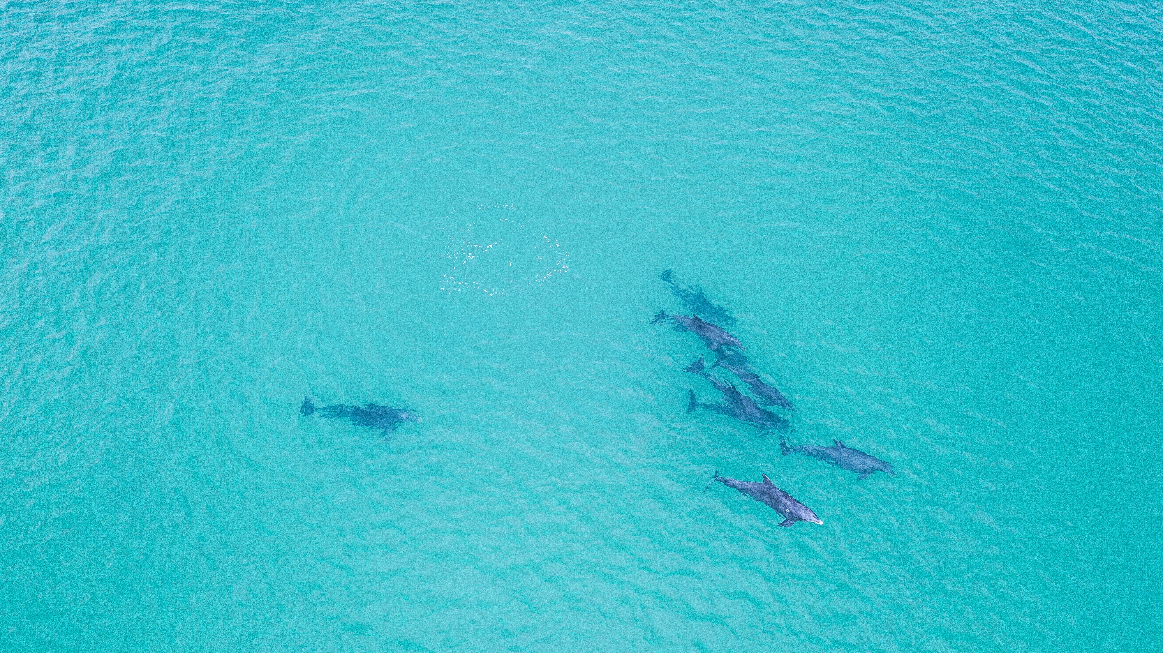 The Team marine life fine art photography print by Chandler Williams for Modus Photography