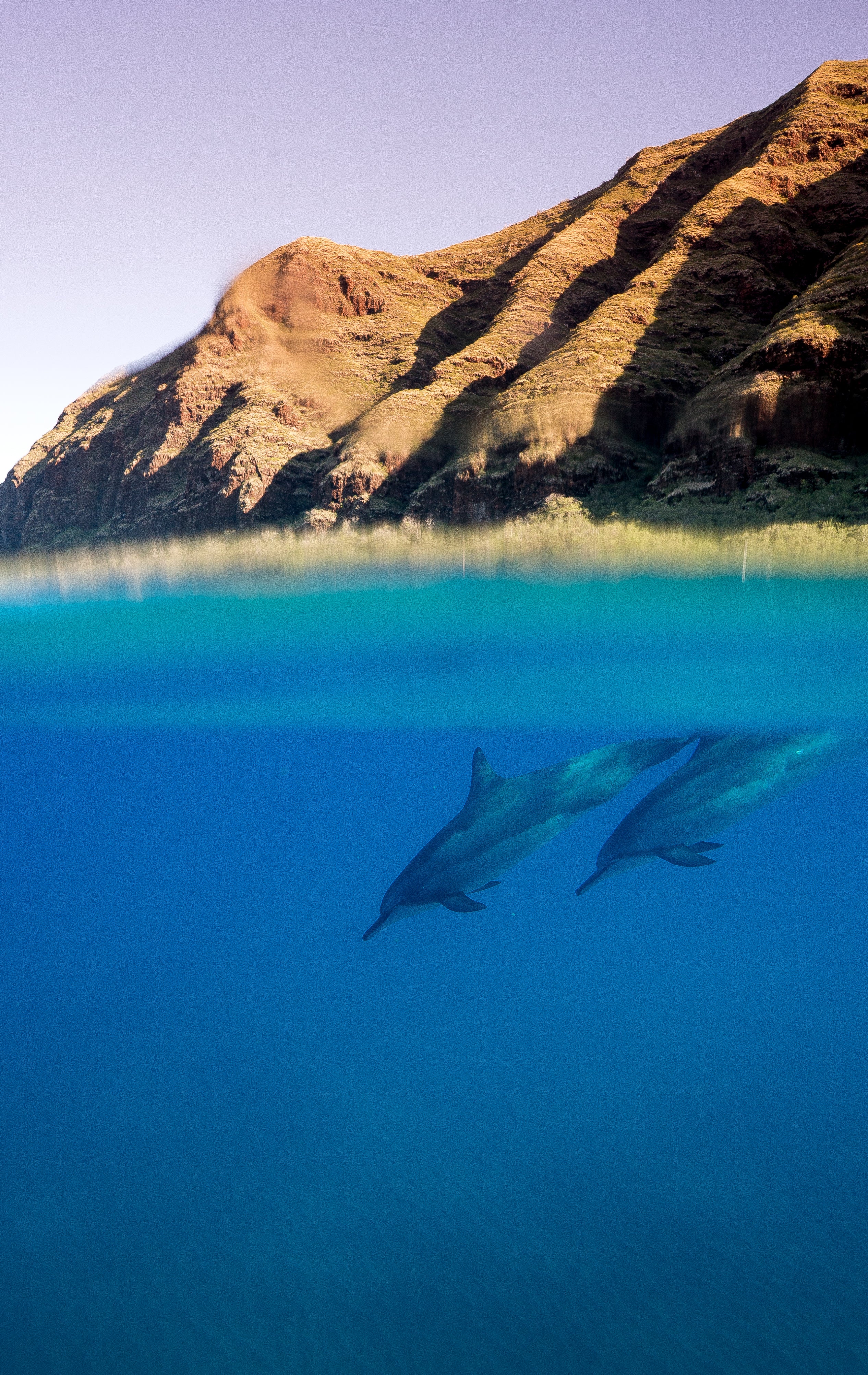 Dolphin Dive Hawaii marine life fine art photography print by Chandler Williams for Modus Photography