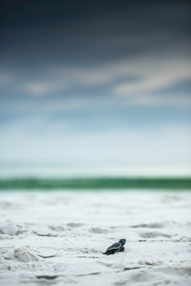 The Journey Begins 2 sea turtle fine art photography print by Chandler Williams for Modus Photography