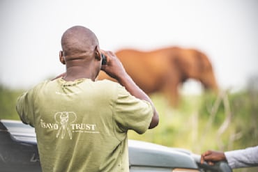 Tsavo Tuskers T-05529 fine art photograph by Chandler Williams