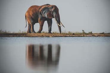 Tusker with Reflection-07519 fine art photograph by Chandler Williams