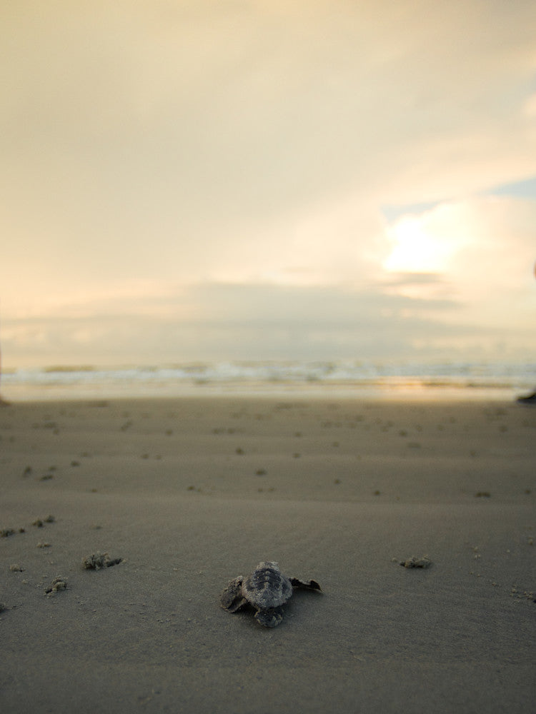 Sea turtle fine art photography featuring hatchlings, underwater scenes, and coastal wildlife