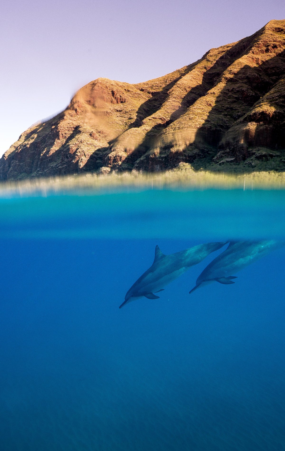 Marine life fine art photography of sea turtles, dolphins, coastal wildlife, and underwater scenes