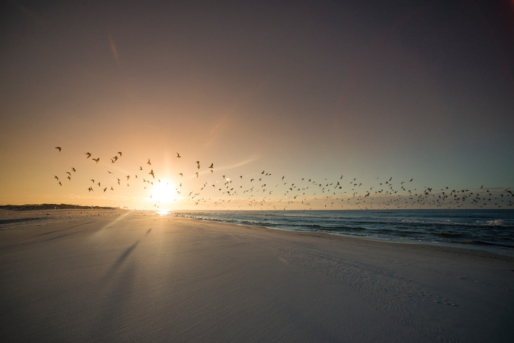 Flock to the Beach shorebird sunset fine art photography print from Grayton Beach on 30A by Chandler Williams for Modus Photography