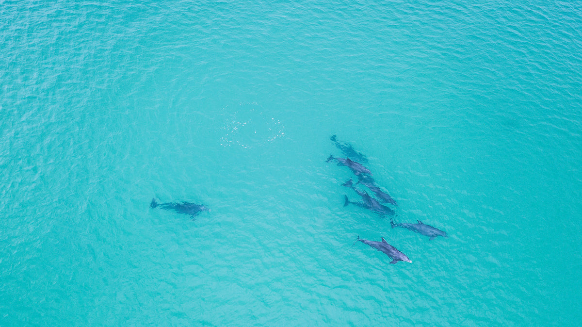 The Team marine life fine art photography print by Chandler Williams for Modus Photography