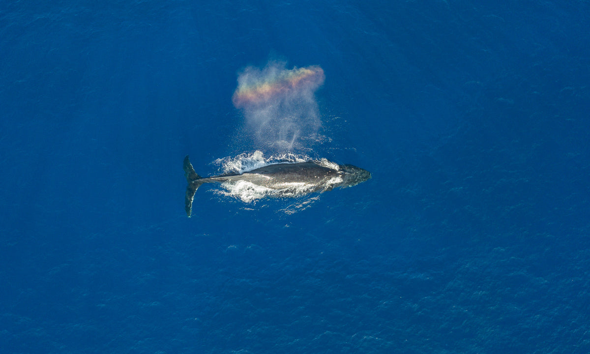 Whale Rainbow marine life fine art photography print by Chandler Williams for Modus Photography