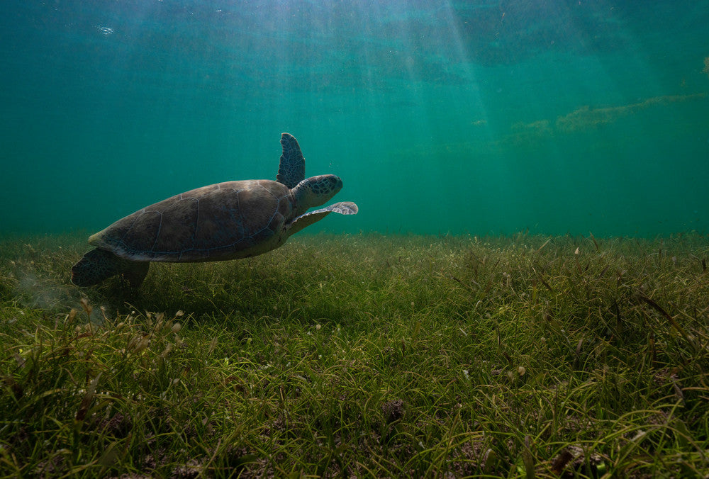 Take Off underwater Hawaii sea turtle fine art photography print by Chandler Williams for Modus Photography