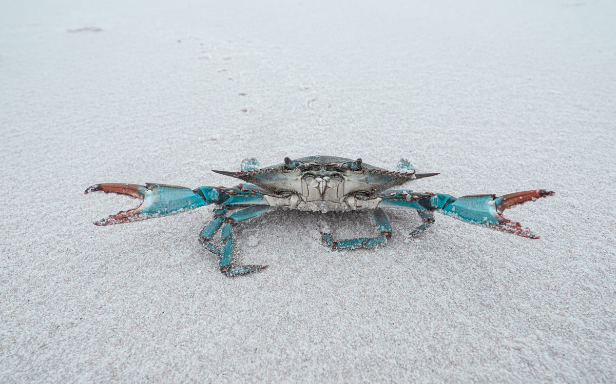 Don't Be Crabby blue crab marine life fine art photography print by Chandler Williams for Modus Photography