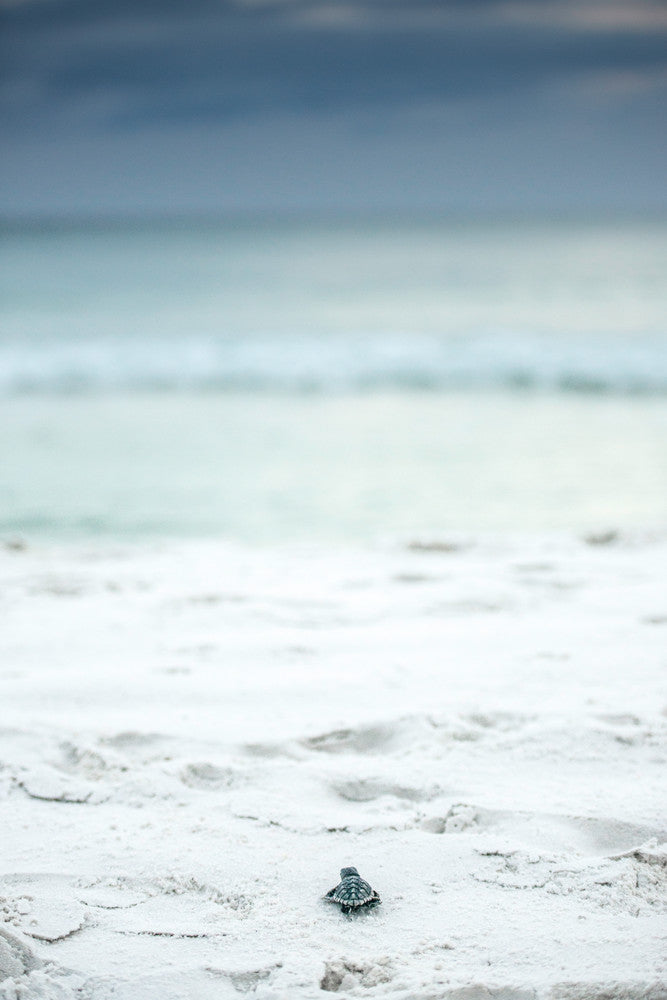 The Journey Begins portrait sea turtle hatchling fine art photography print by Chandler Williams for Modus Photography