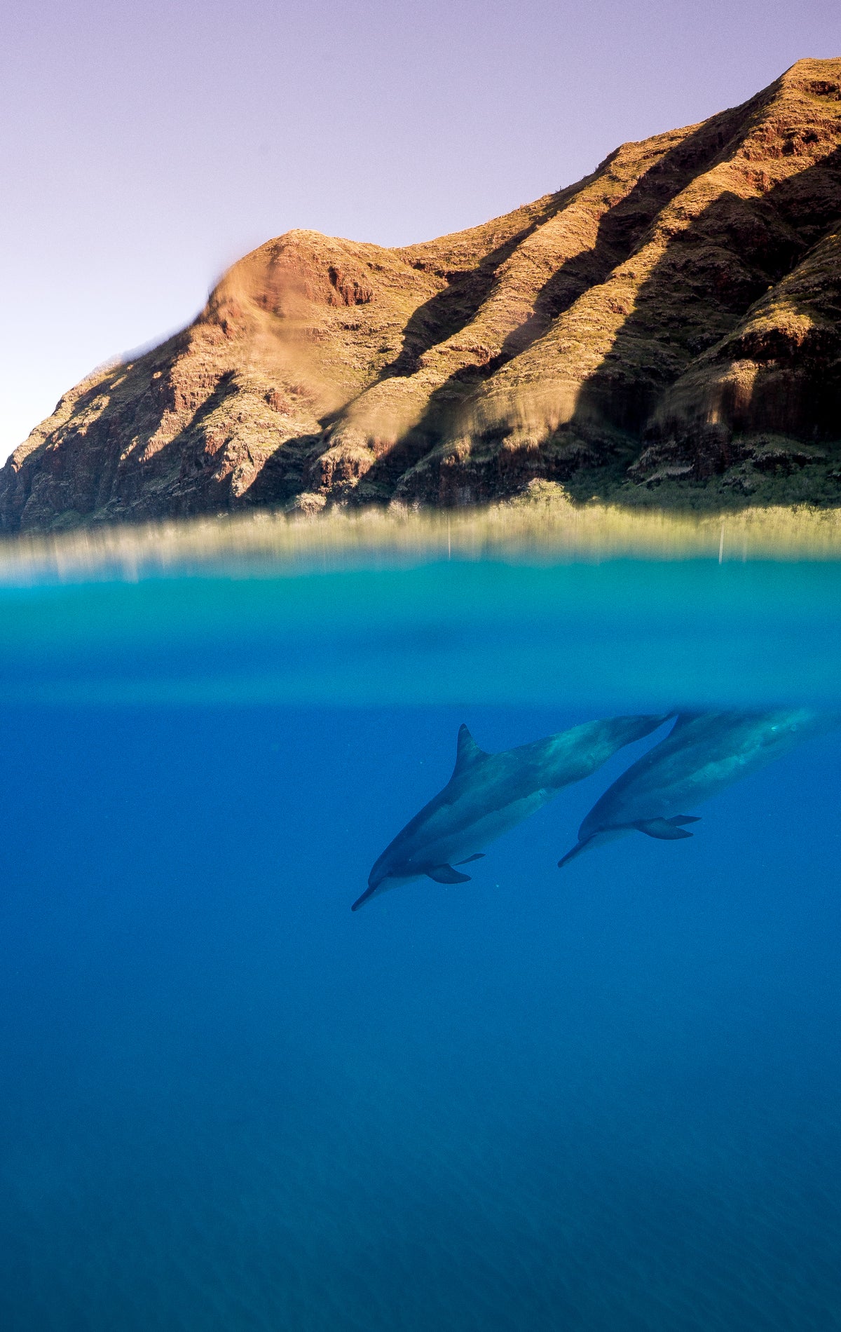 Dolphin Dive Hawaii marine life fine art photography print by Chandler Williams for Modus Photography