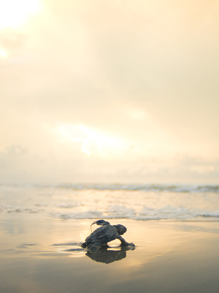 The Struggle Is Real sea turtle hatchling fine art photography print by Chandler Williams for Modus Photography