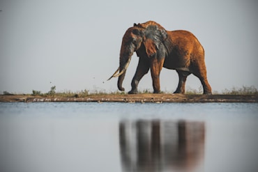 Tusker with Reflection--2 fine art photograph by Chandler Williams