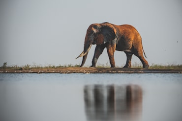 Tusker with Reflection-07505 fine art photograph by Chandler Williams