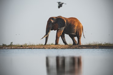 Tusker with Reflection-07508 fine art photograph by Chandler Williams
