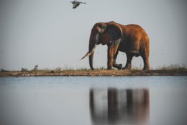Tusker with Reflection- fine art photograph by Chandler Williams