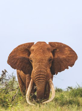 Tusker with Sky Color Africa elephant fine art photography print by Chandler Williams for Modus Photography